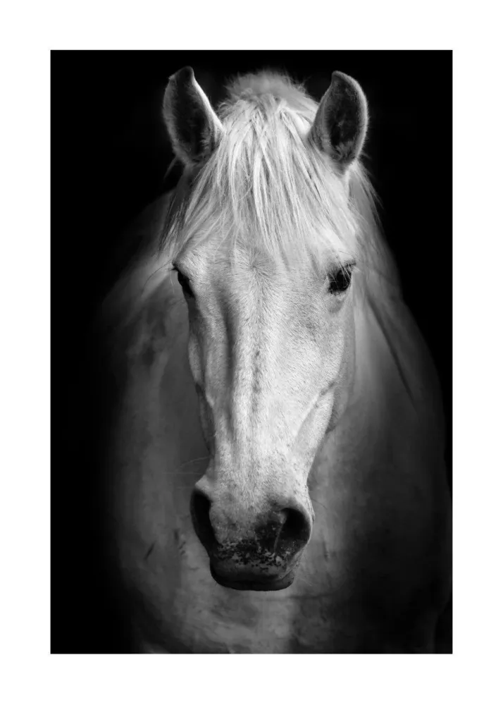 CABALLO BLANCO studiomalek