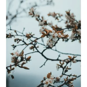 CHERRY BLOSSOM studiomalek