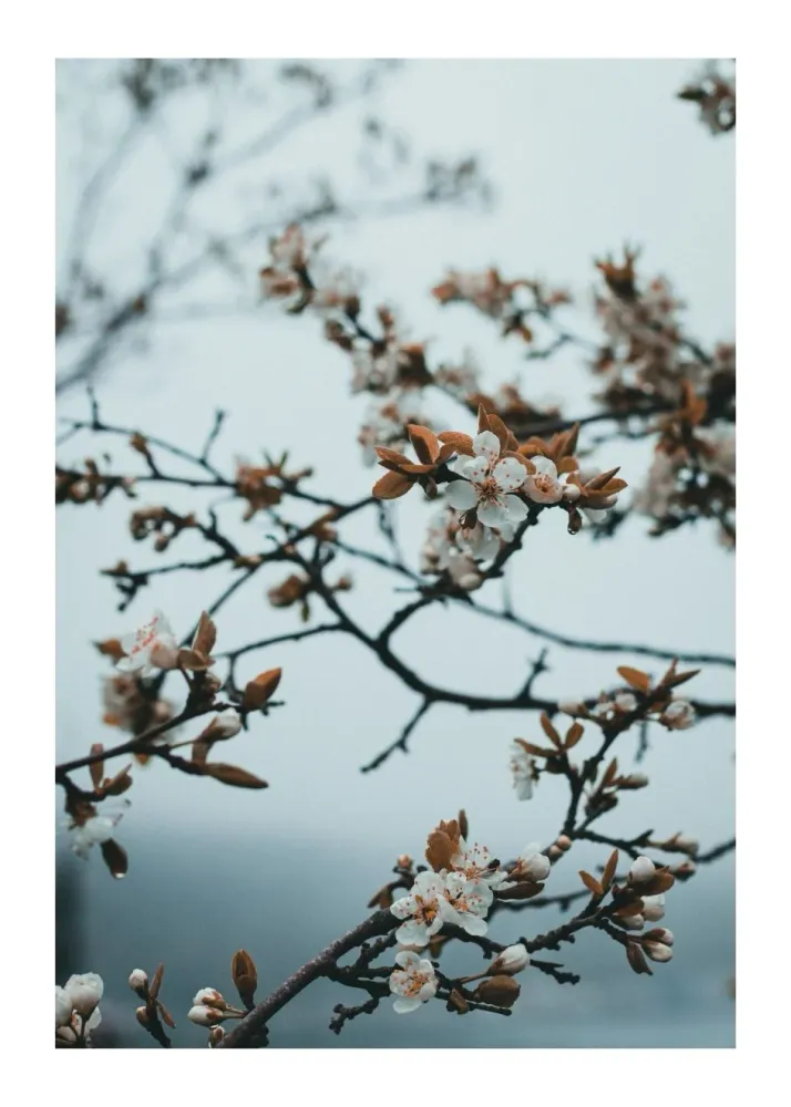 CHERRY BLOSSOM studiomalek