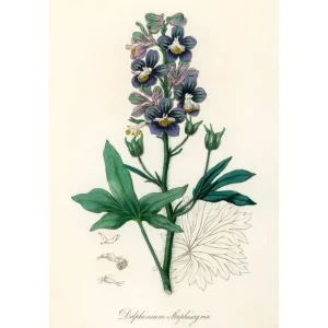 DELPHINUM studiomalek