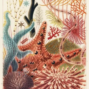 EQUINODERMOS studiomalek