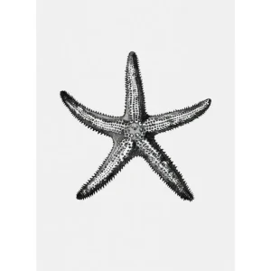 ESTRELLA DE MAR studiomalek