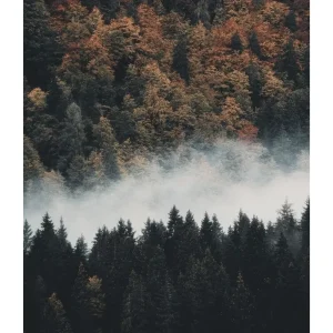 FALL FOREST studiomalek