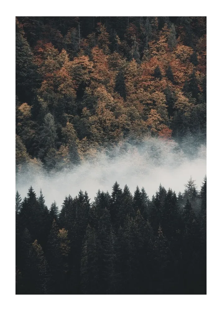 FALL FOREST studiomalek