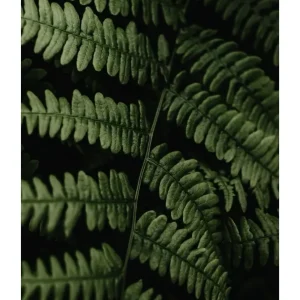 FERN studiomalek