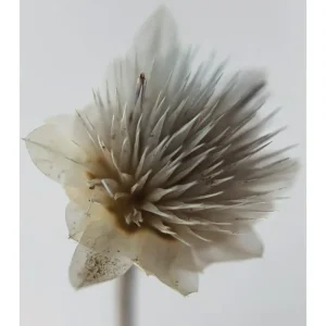 FLOR DE HIELO studiomalek