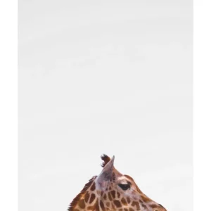 GIRAFFE studiomalek