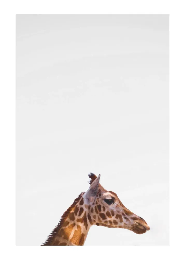 GIRAFFE studiomalek