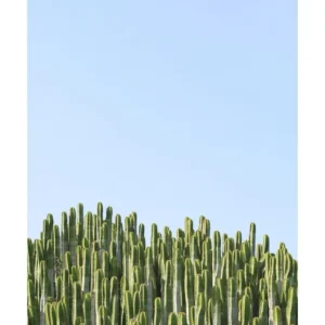 GREEN CACTUS studiomalek