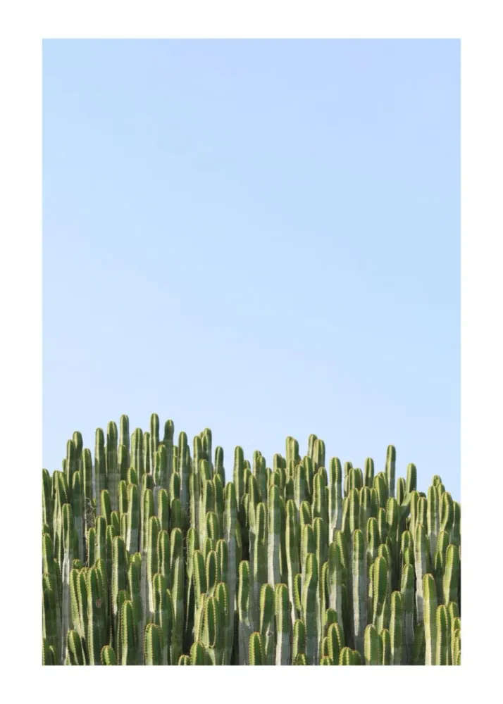 GREEN CACTUS studiomalek