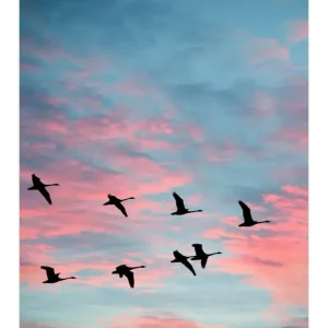 PAJAROS studiomalek