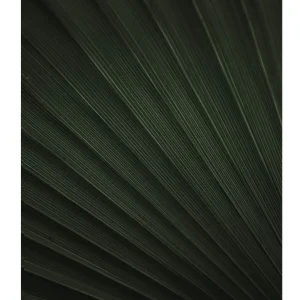PALM TEXTURE studiomalek