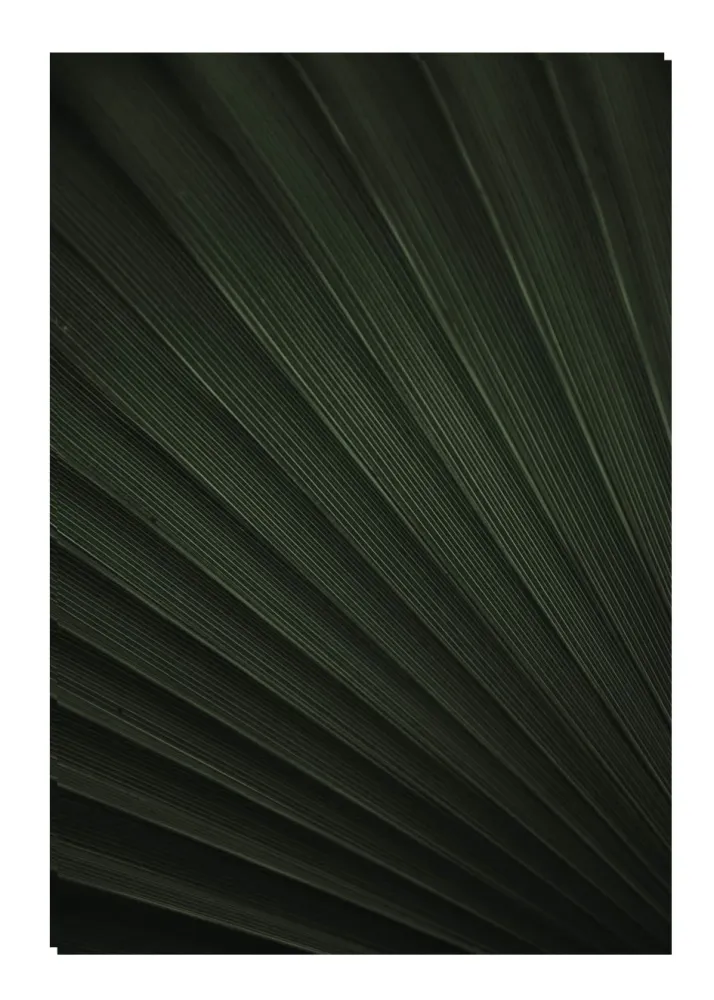 PALM TEXTURE studiomalek