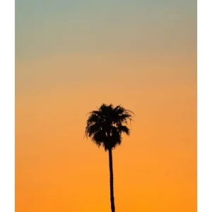 PALM TREE studiomalek