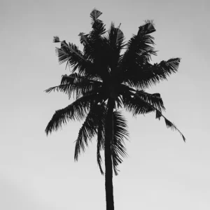 PALMERA studiomalek