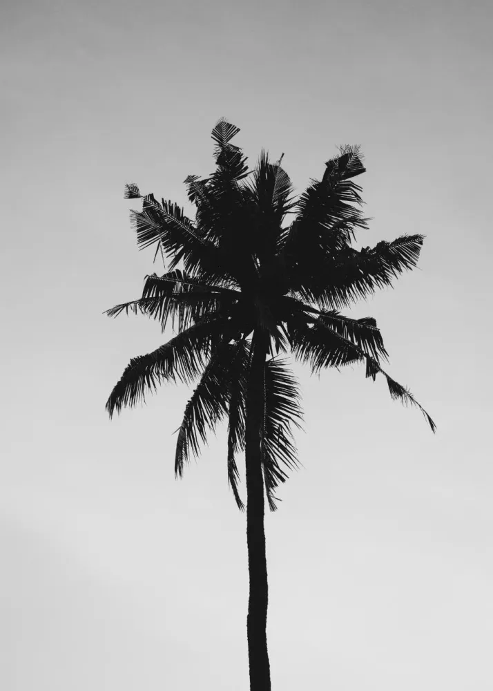 PALMERA studiomalek