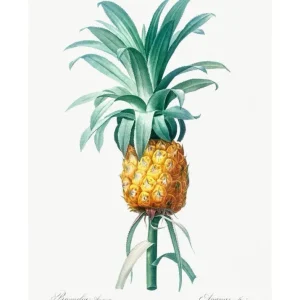 PINEAPPLE studiomalek