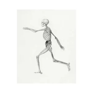 SKELETON studiomalek