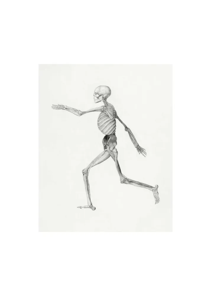 SKELETON studiomalek