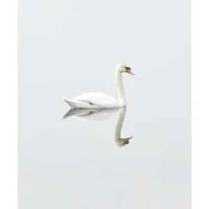 SWAN LAKE studiomalek