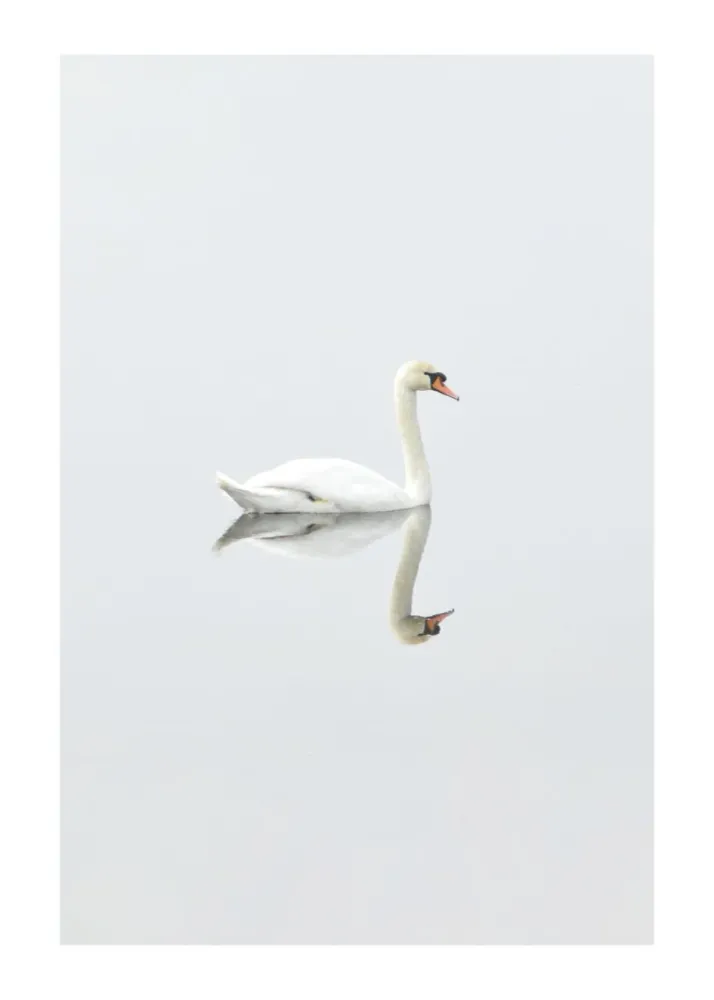 SWAN LAKE studiomalek