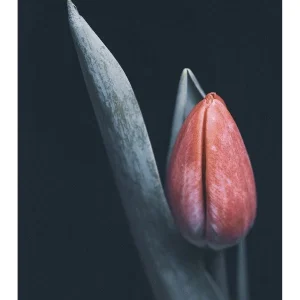 TULIPAN studiomalek