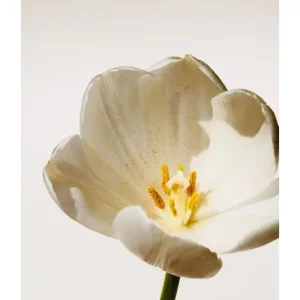 WHITE TULIP studiomalek