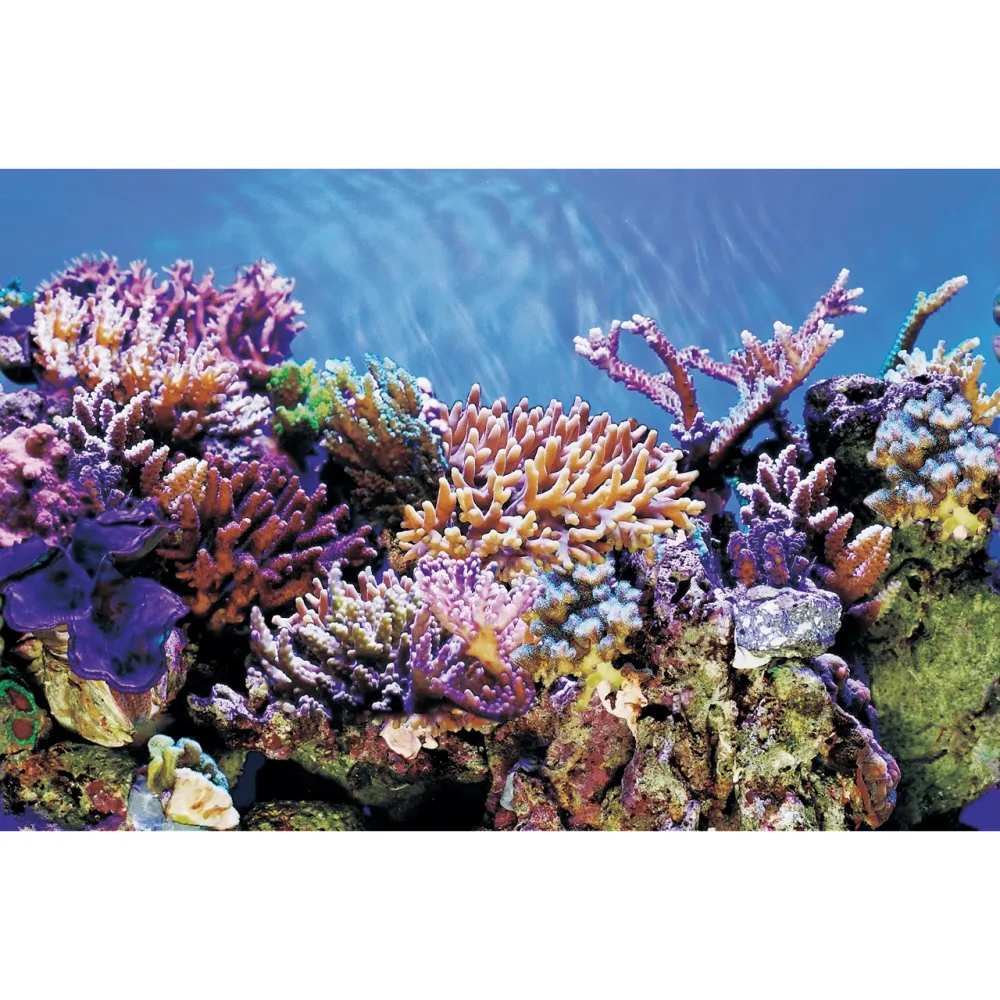 SF Deco Posters A3 Corales 100X49 Cm Superfish