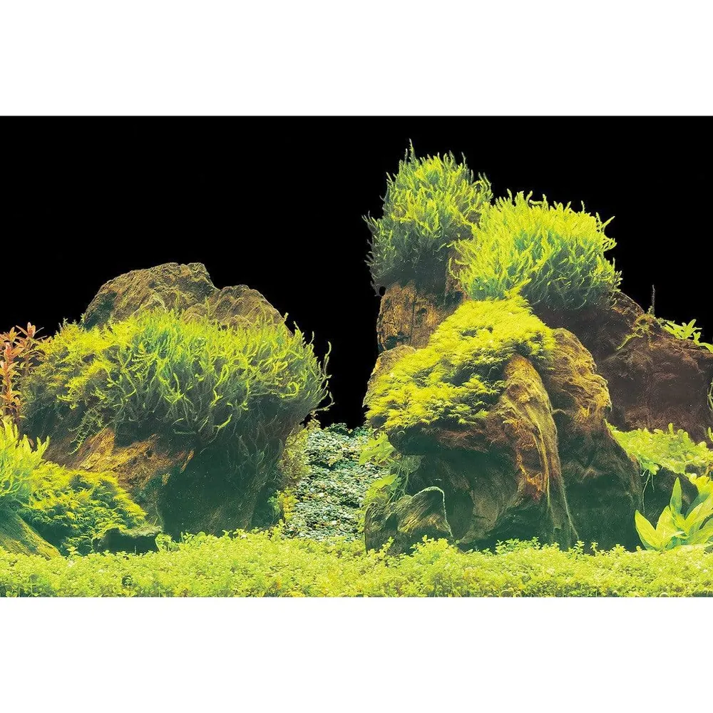 SF Deco Posters E3 Corales sobre roca 100X49 Cm Superfish