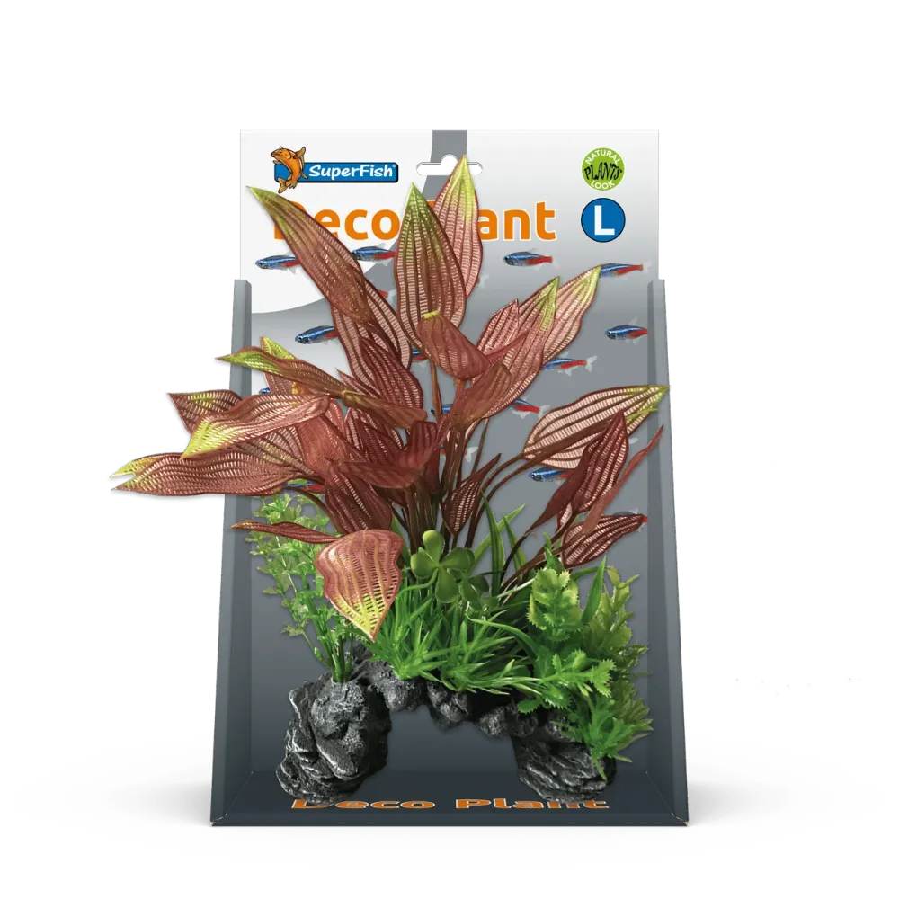 Planta decorativa SF L Henkelianus Superfish