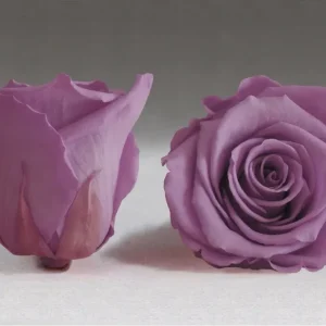 Caja Negro Cuadrado de Rosas Eternas Morada The Prestige Roses Madrid
