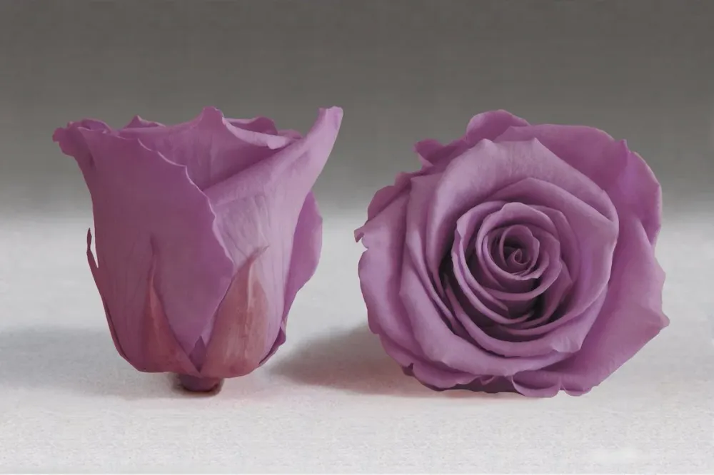 Caja Negro Cuadrado de Rosas Eternas Morada The Prestige Roses Madrid