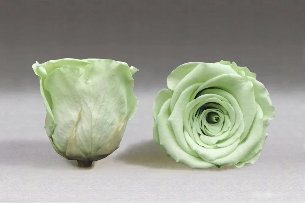 Caja Negro Mediano de Rosas Eternas Verdes Light The Prestige Roses Madrid