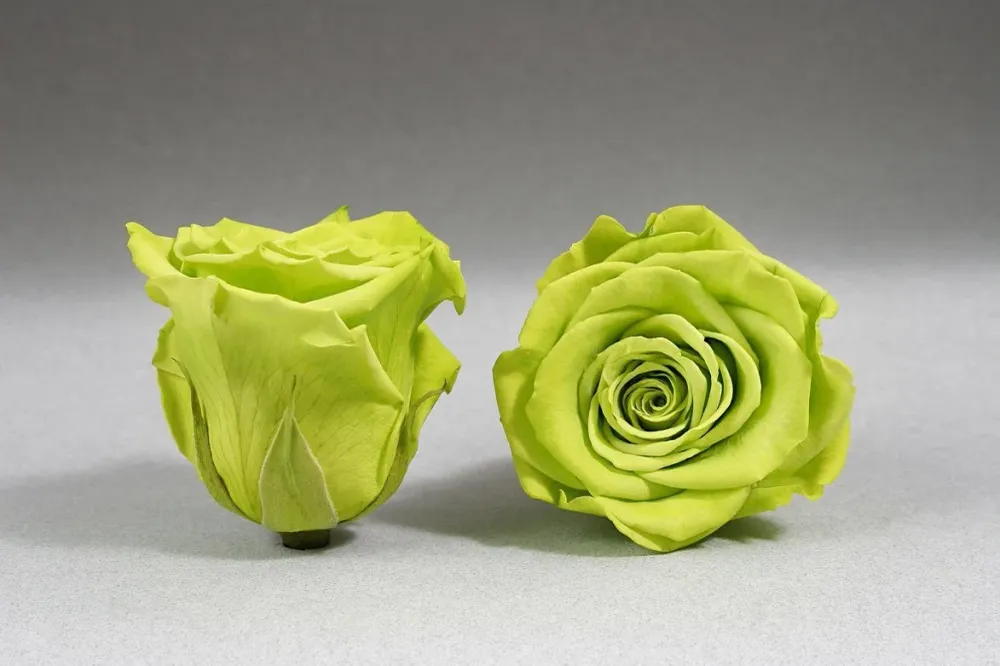Caja Negro Mediano de Rosas Eternas Verdes Light The Prestige Roses Madrid