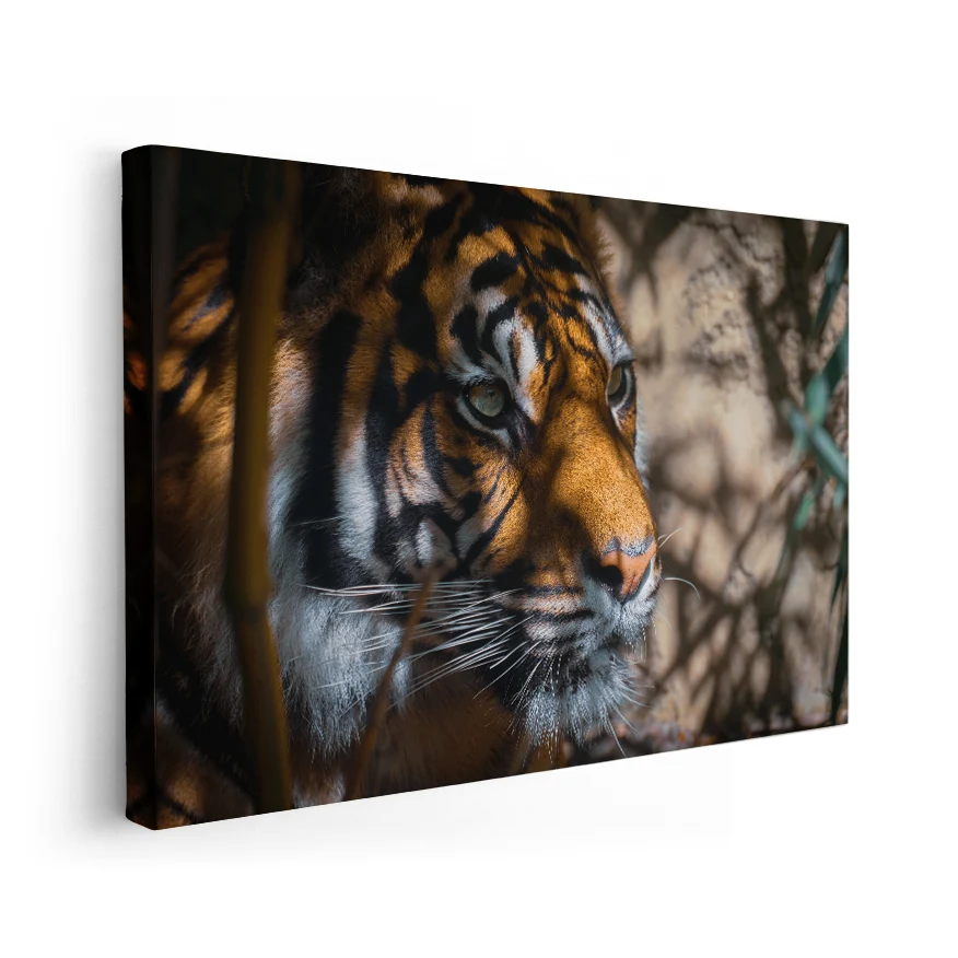 Tigre Asechante Poster