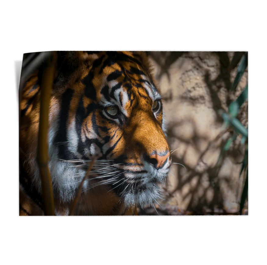 Tigre Asechante Poster