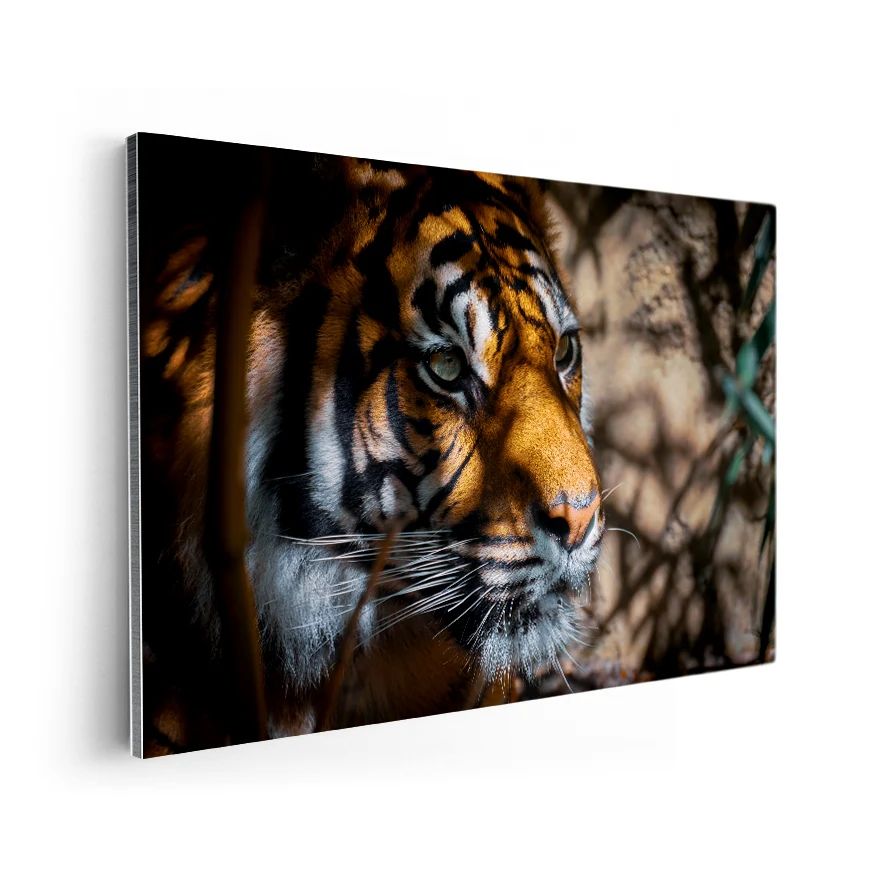 Tigre Asechante Poster