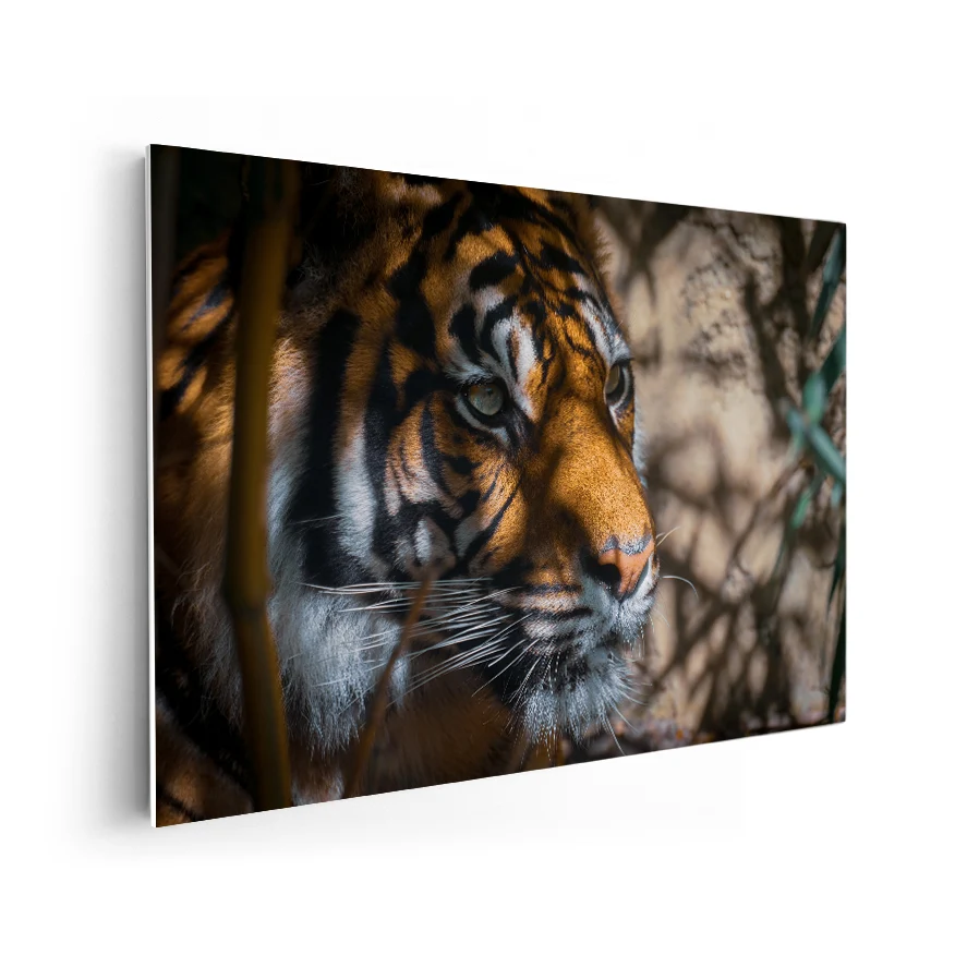 Tigre Asechante Poster