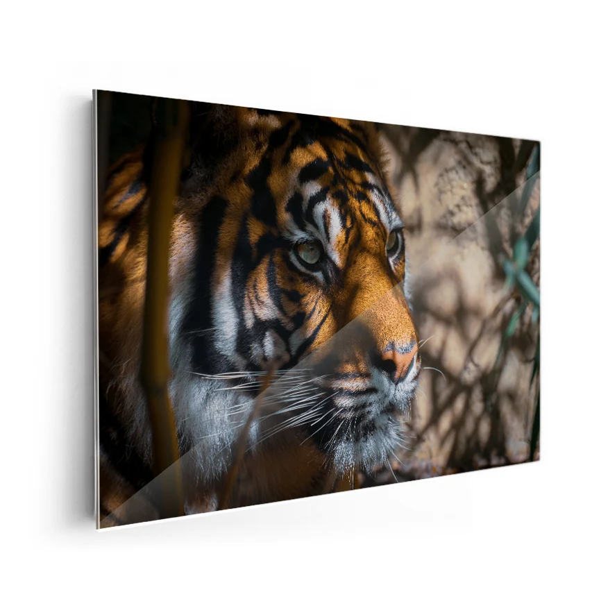 Tigre Asechante Poster