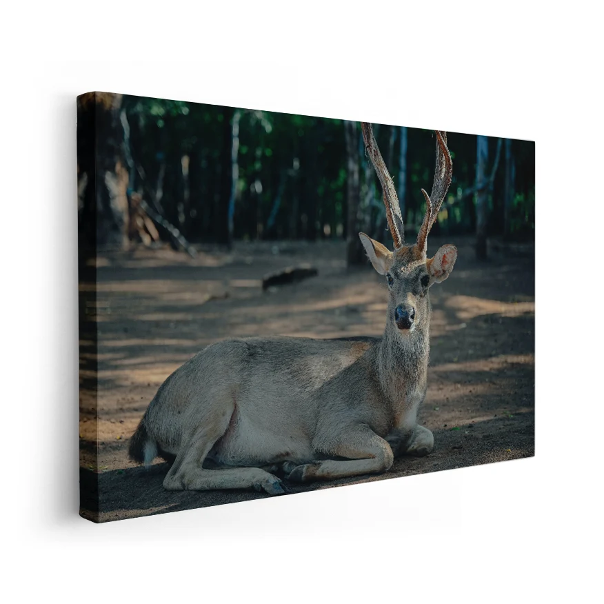 Venado Descansando Poster
