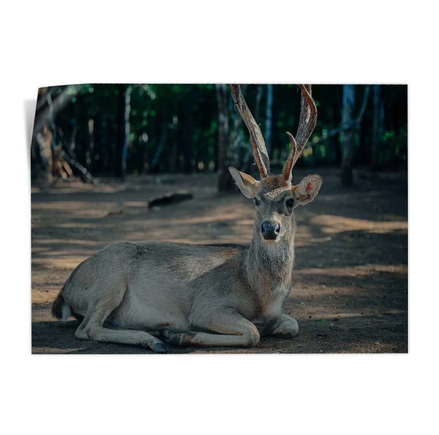 Venado Descansando Poster