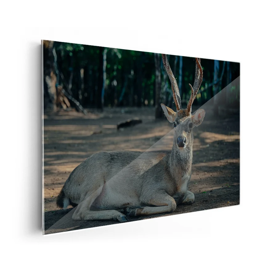 Venado Descansando Poster