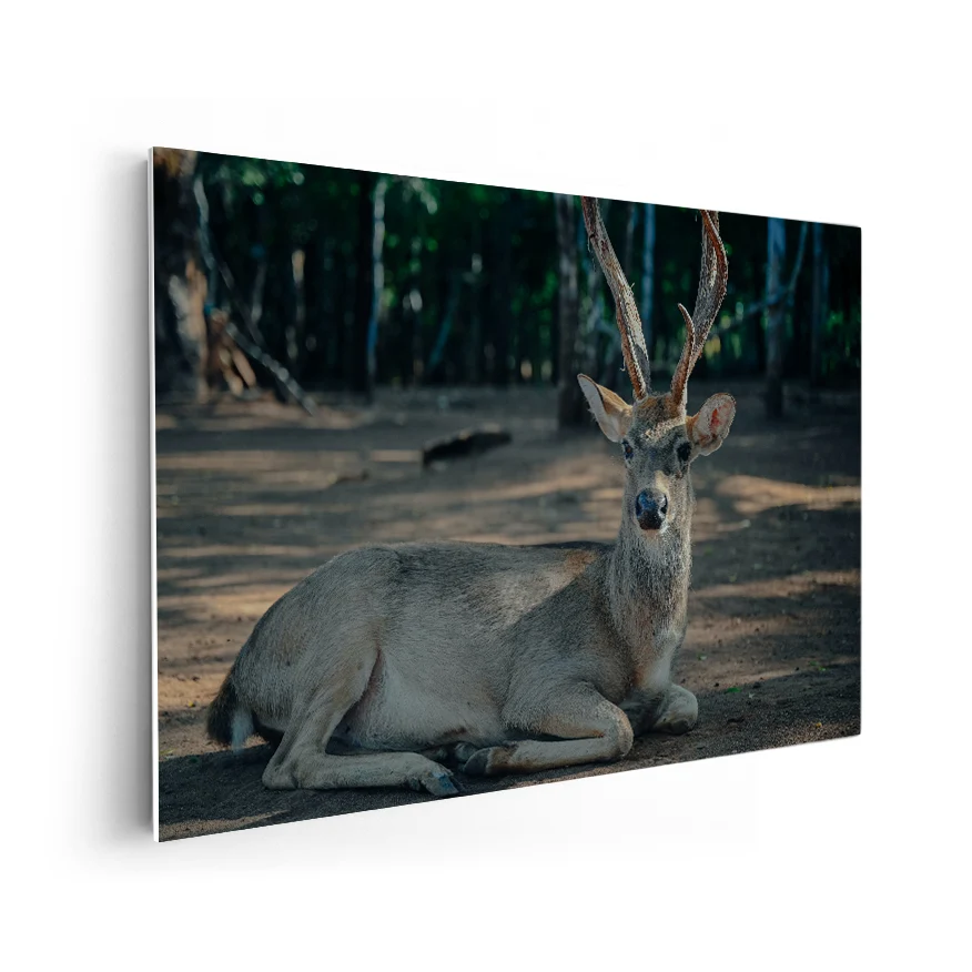 Venado Descansando Poster