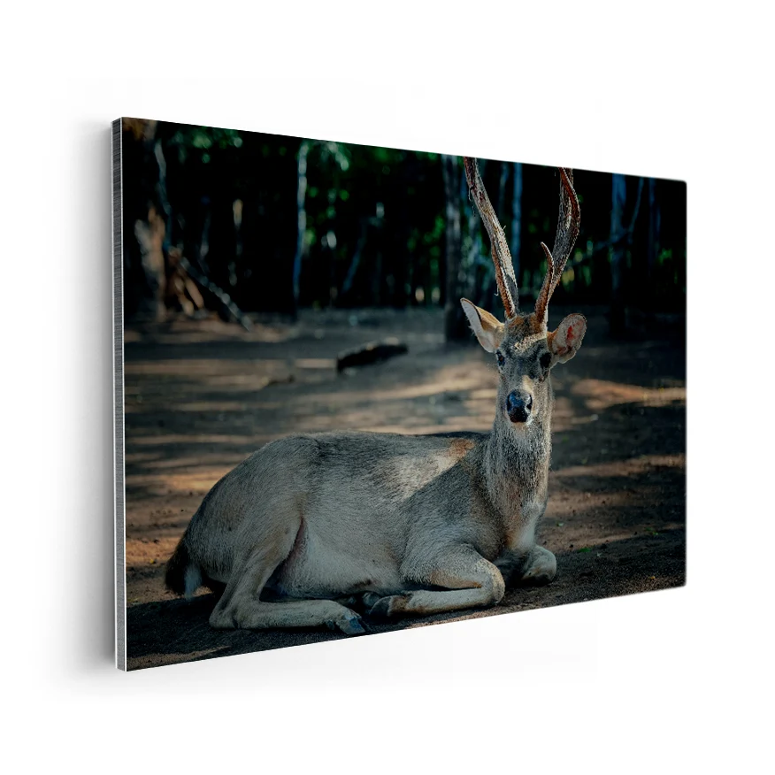 Venado Descansando Poster