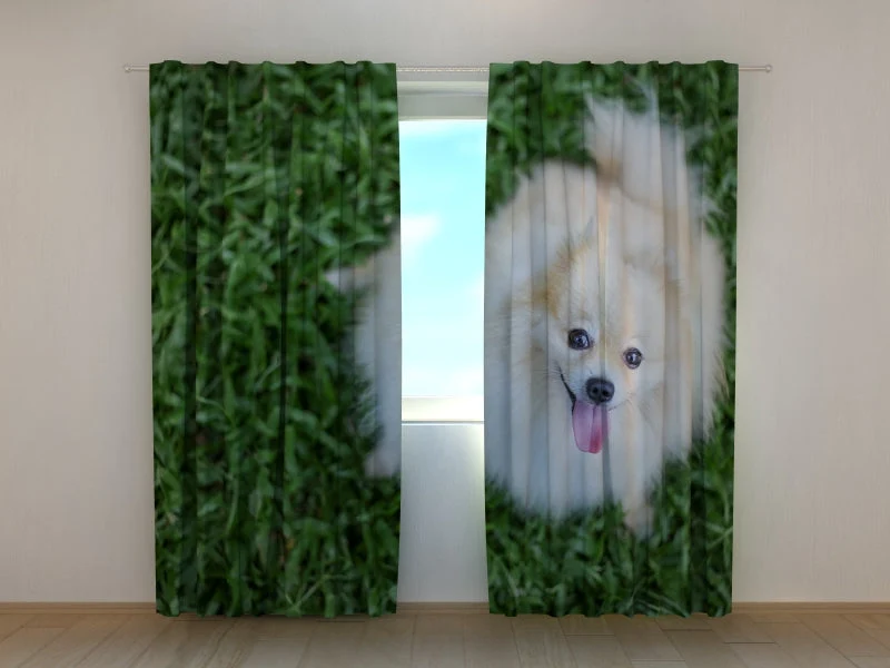 Cortina Perro Pomerania feliz Wellmira España