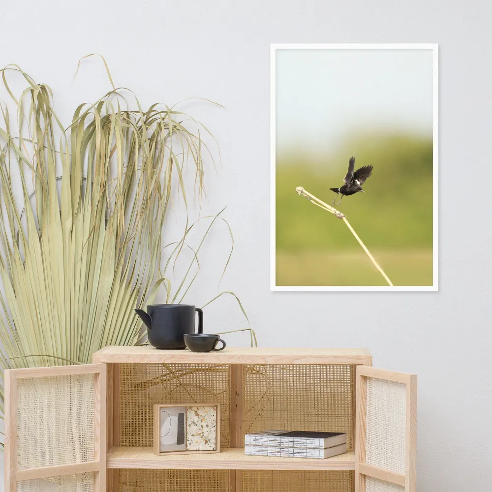 Póster - Elsterschmätzer Pied Bushchat Young Han Song