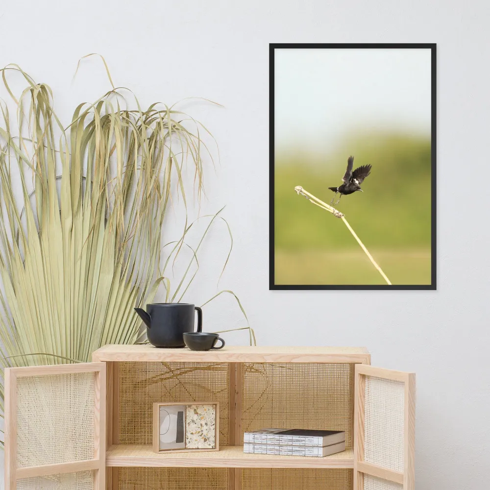 Póster - Elsterschmätzer Pied Bushchat Young Han Song