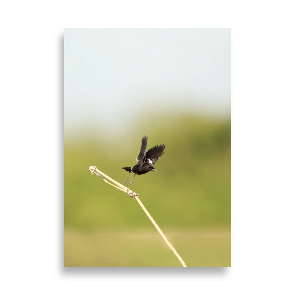 Póster - Elsterschmätzer Pied Bushchat Young Han Song