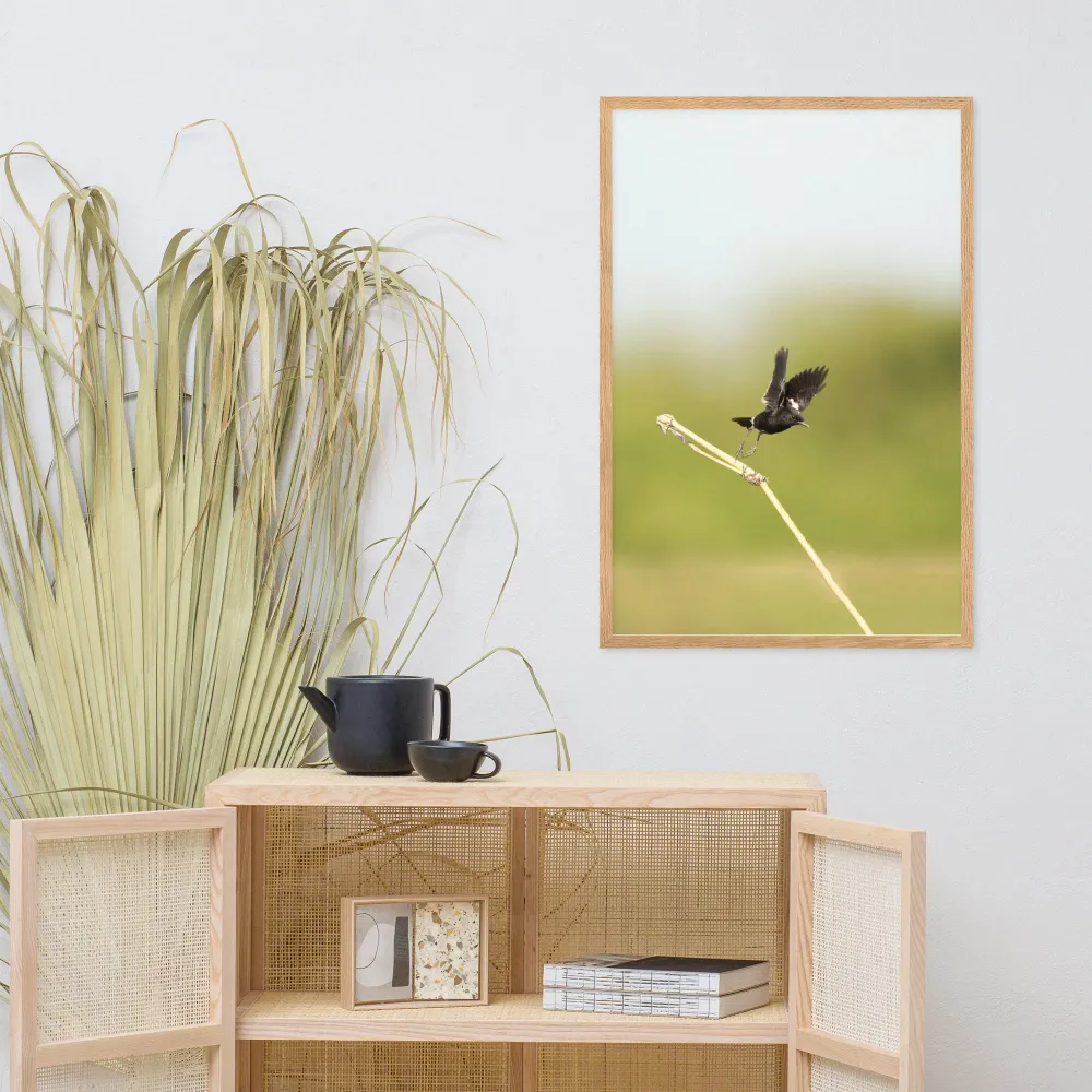 Póster - Elsterschmätzer Pied Bushchat Young Han Song