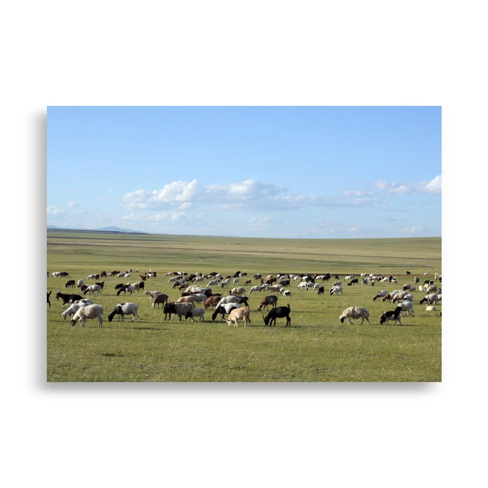 Póster - Rebaño de ovejas pastan en la estepa de Mongolia Young Han Song